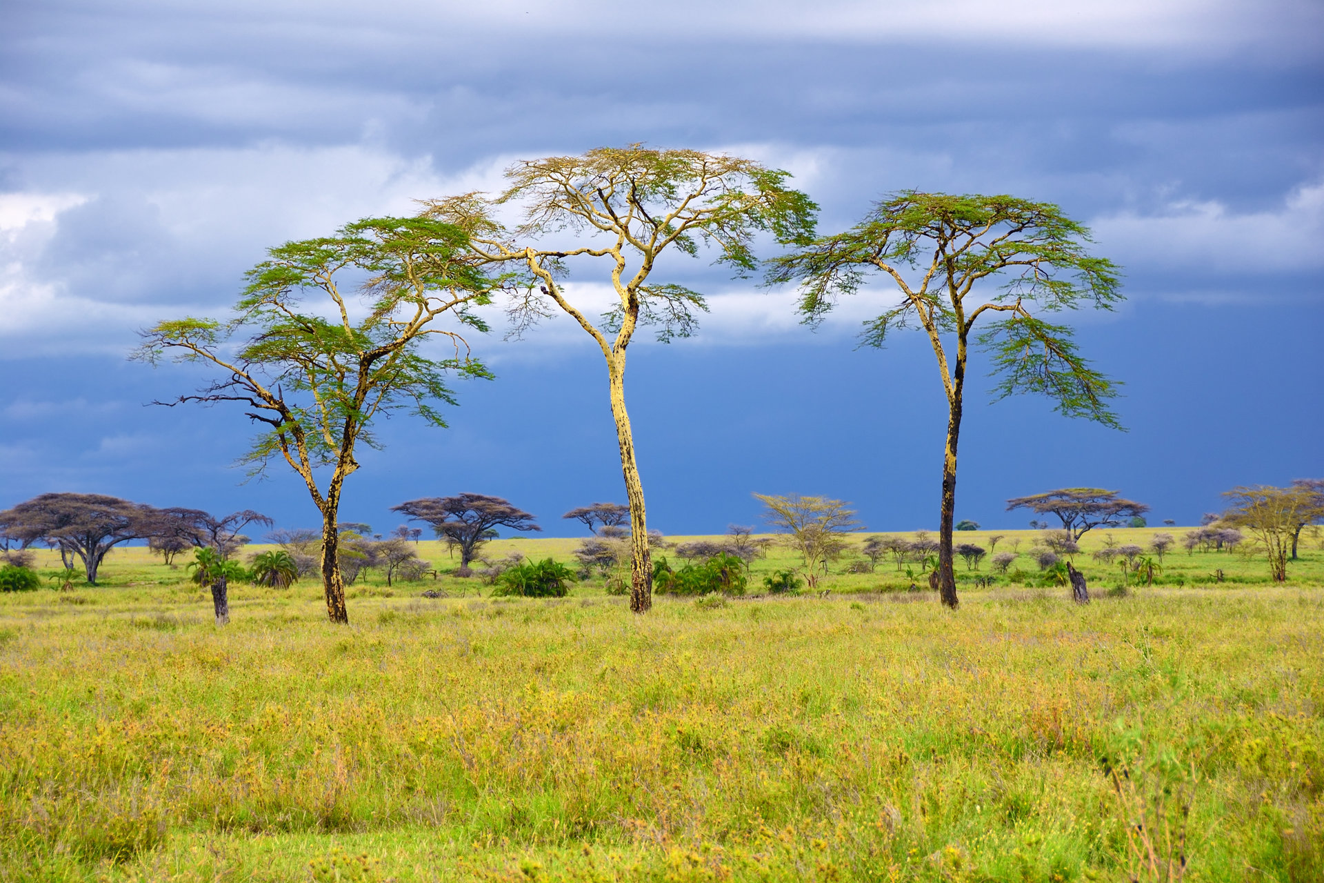 One of Earth's biggest carbon sinks has been overestimated
