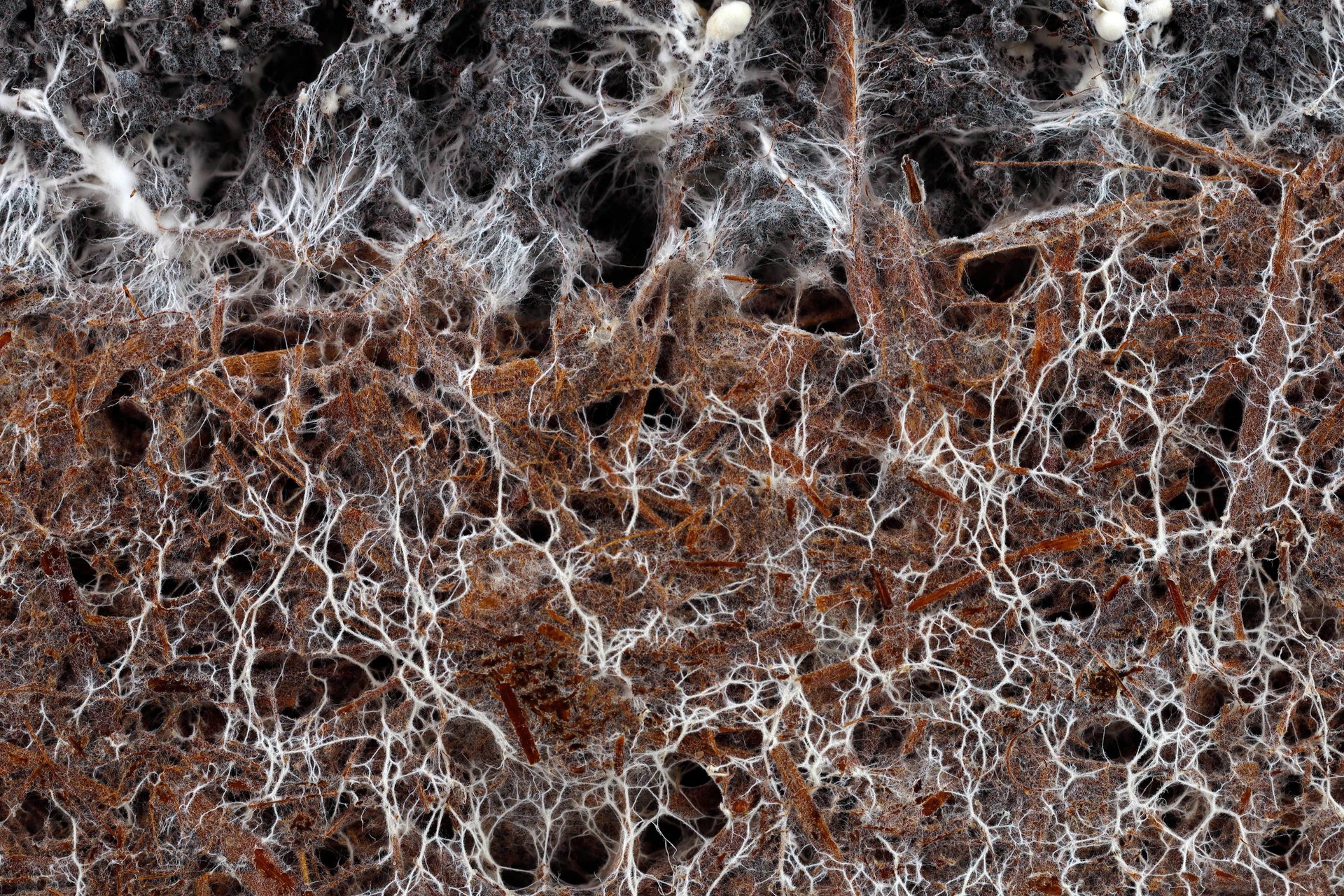 Fungi power: Unlocking an underground network’s ability to address environmental challenges